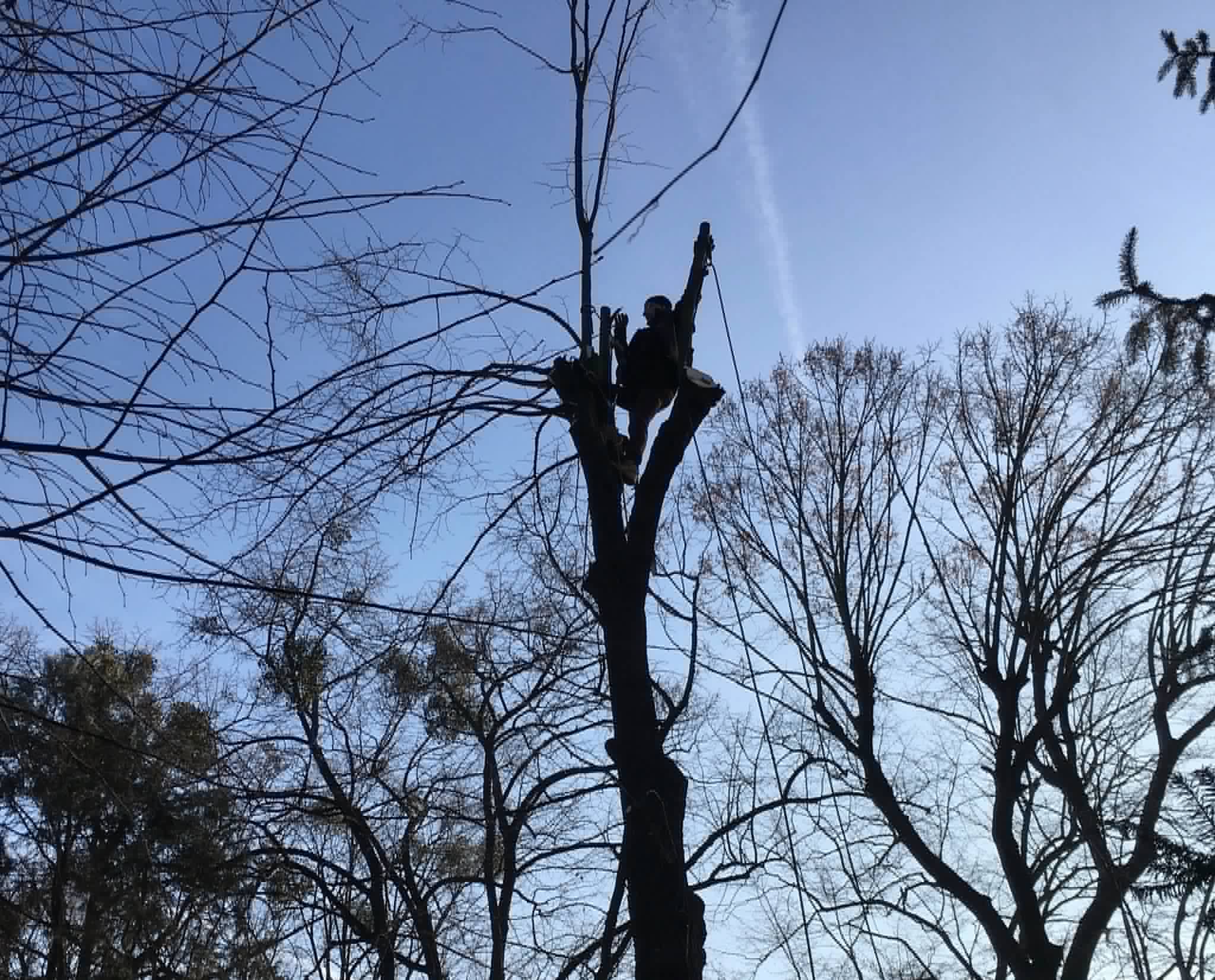 Arborysta wysoko na pniu podczas wycinki drzewa metodą alpinistyczną