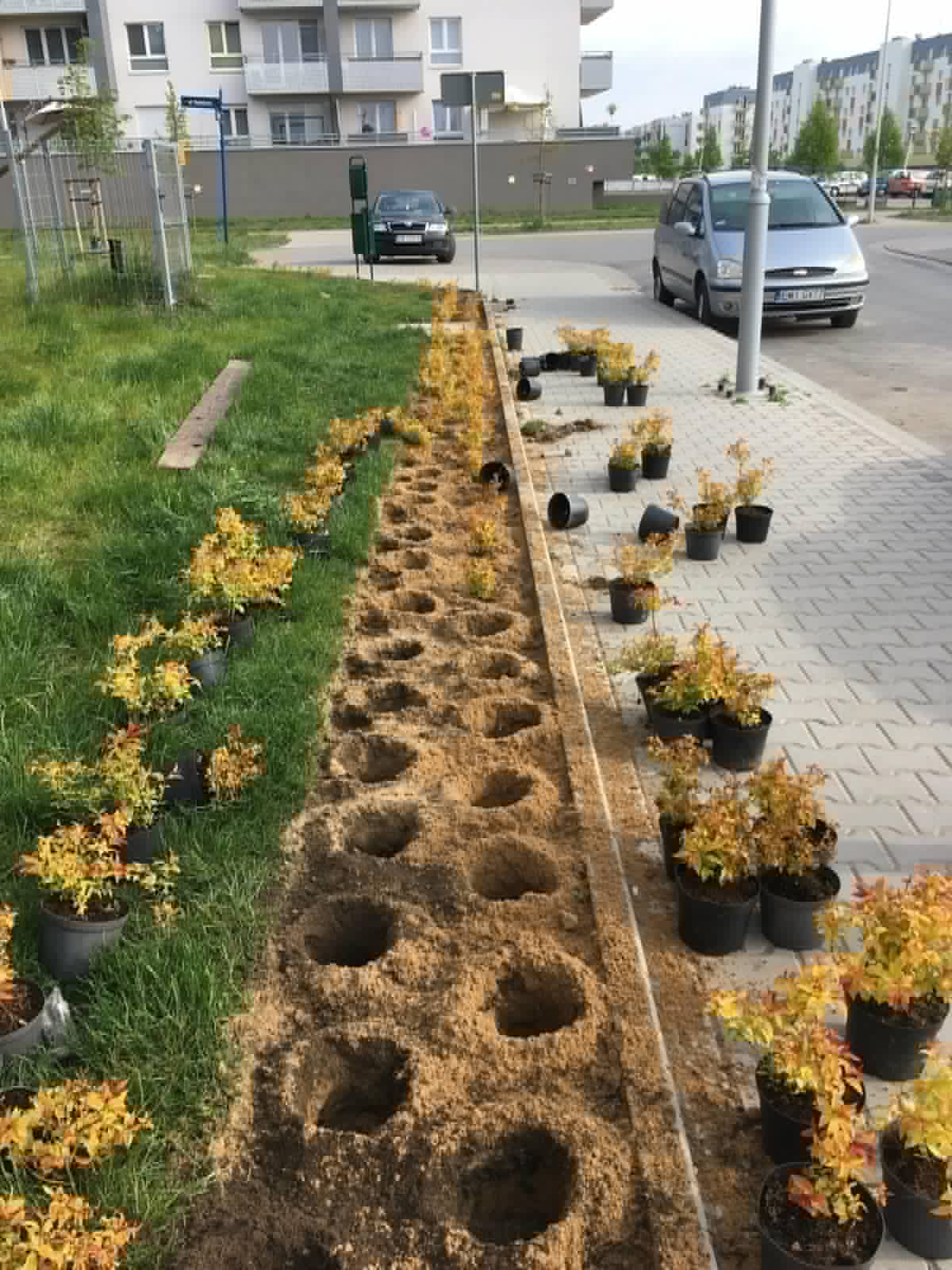 Nasadzenia krzewów wzdłuż chodnika — przygotowane doły i rośliny w pojemnikach